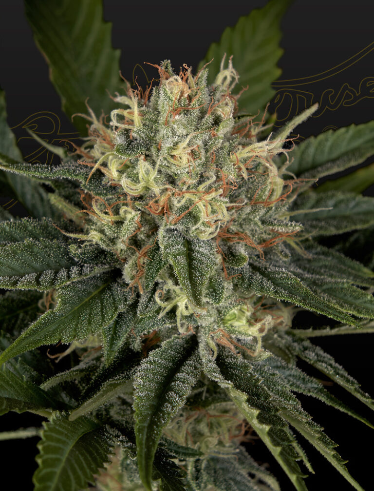 a cannabis plant grown from Super Lemon Haze x Banana Punch seeds by green house