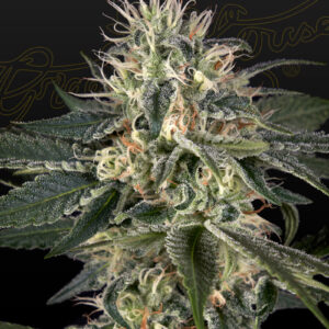 a cannabis plant grown from Super Lemon Haze x Strawberry Banana x Bubba Kush seeds by GH