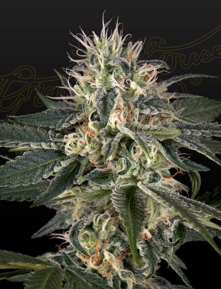 a cannabis plant grown from Super Lemon Haze x Strawberry Banana x Bubba Kush seeds by GH