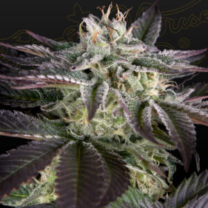 a cannabis plant grown from Sweet Valley Kush x Amnesia x Dosidos by GH