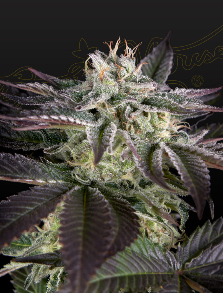 a cannabis plant grown from Sweet Valley Kush x Amnesia x Dosidos by GH