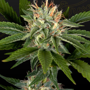 a cannabis plant grown from Sweet Valley Kush x California Black Rozé seeds by green house