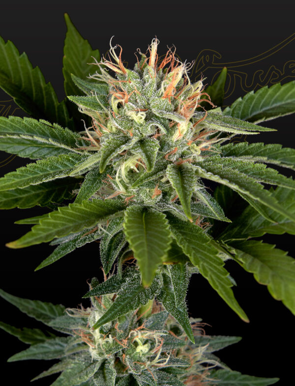 a cannabis plant grown from Sweet Valley Kush x California Black Rozé seeds by green house