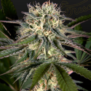 a cannabis plant grown from Sweet Valley Kush x Swaziland (pure landrace) seeds by green house company