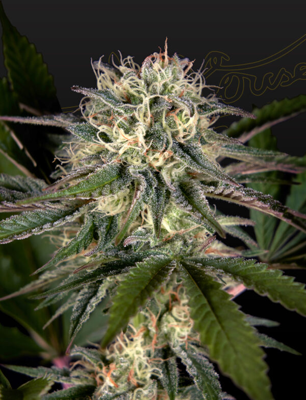 a cannabis plant grown from Sweet Valley Kush x Swaziland (pure landrace) seeds by green house company