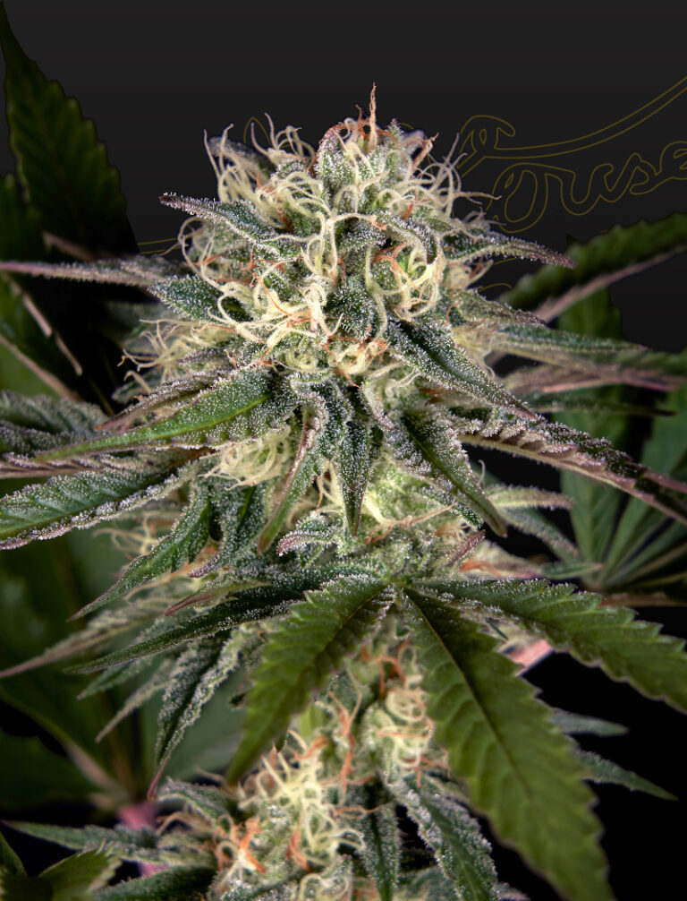 a cannabis plant grown from Sweet Valley Kush x Swaziland (pure landrace) seeds by green house company