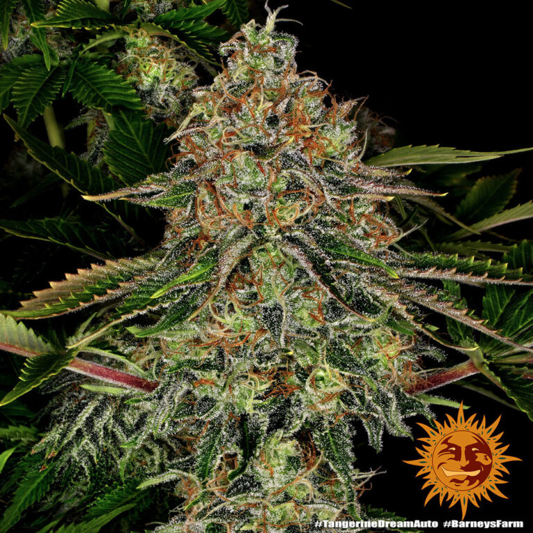 A lush, majestic, and beautiful cannabis plant full of buds, grown from Tangerine Dream Auto seeds cultivated by Barney's Farm Company.