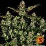 TANGERINE DREAM AUTO - Image 6