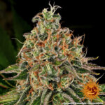TANGERINE DREAM AUTO - Image 2