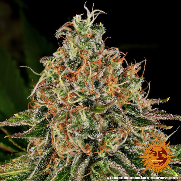 TANGERINE DREAM AUTO - Image 2