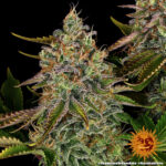 TANGERINE DREAM AUTO - Image 3