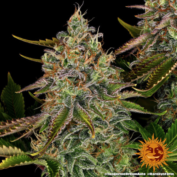TANGERINE DREAM AUTO - Image 3