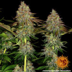 TANGERINE DREAM AUTO - Image 4
