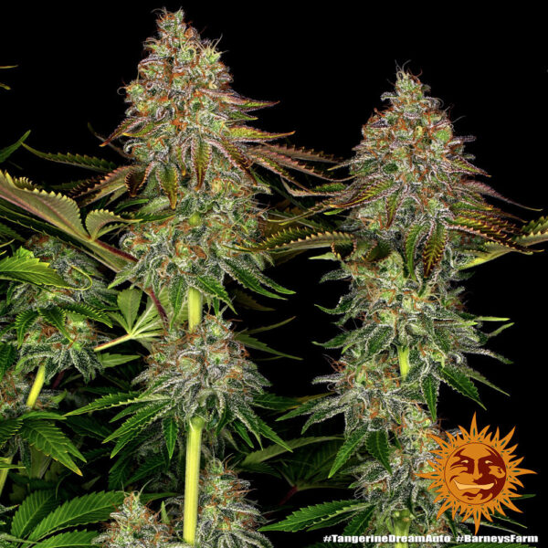 TANGERINE DREAM AUTO - Image 4