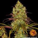 A cannabis plant grown from Tangerine Dream seeds by Barney's Farm Company.