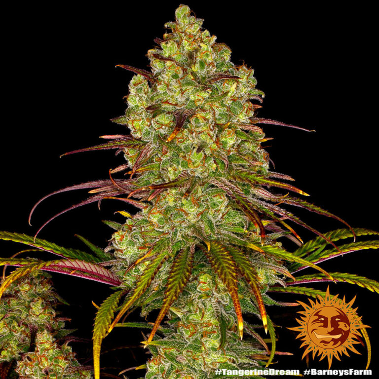 A cannabis plant grown from Tangerine Dream seeds by Barney's Farm Company.