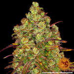 TANGERINE DREAM - Image 2