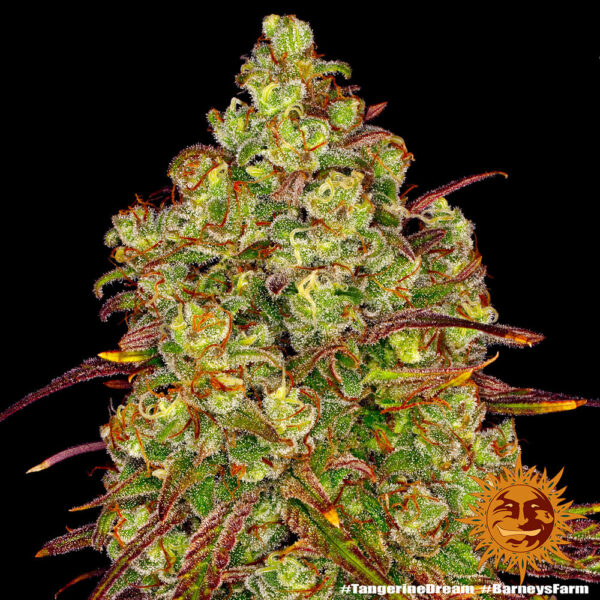 TANGERINE DREAM - Image 2