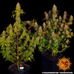 TANGERINE DREAM - Image 3