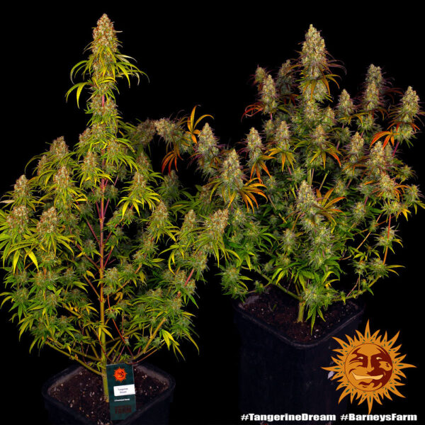 TANGERINE DREAM - Image 3
