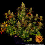 TANGERINE DREAM - Image 4