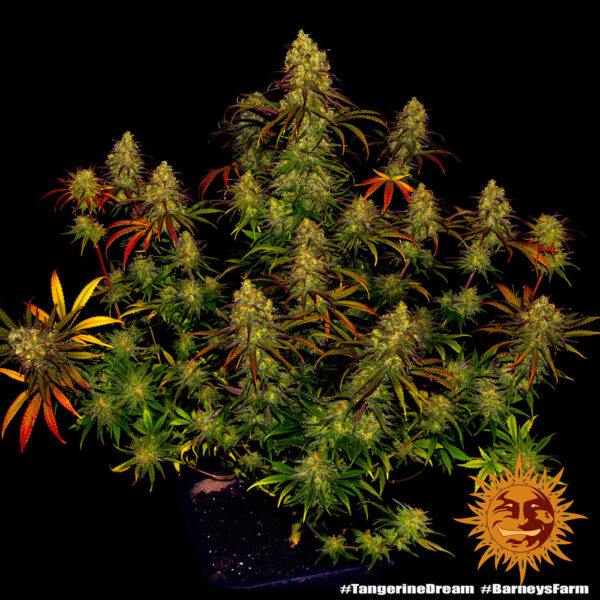 TANGERINE DREAM - Image 4