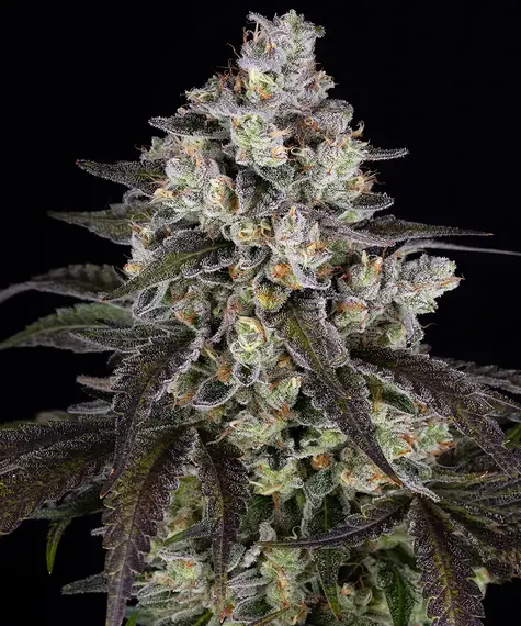A cannabis plant grown from Trainwreck seeds by Barney's Farm Company.