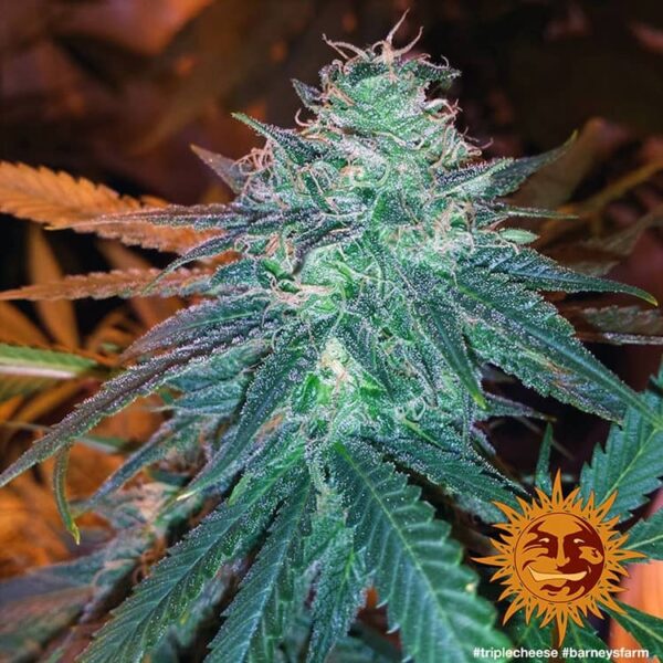 A cannabis plant grown from Triple Cheese seeds by Barney's Farm Company.