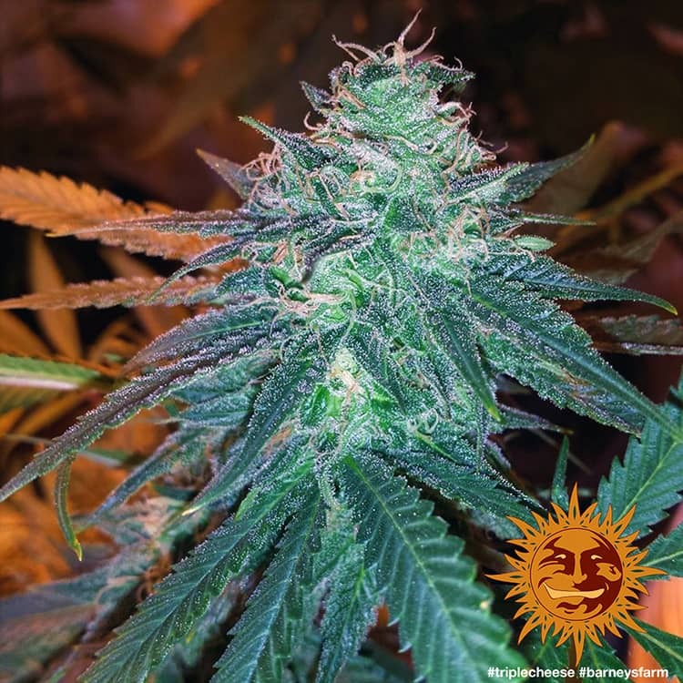 A cannabis plant grown from Triple Cheese seeds by Barney's Farm Company.