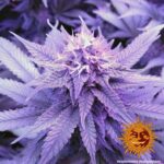 TRIPLE CHEESE - Image 3