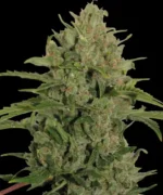TRIPLE CHEESE - Image 4