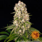 A cannabis plant grown from Tropicanna Banana seeds by Barney's Farm Company.