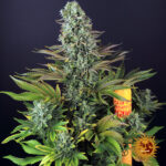 TROPICANNA BANANA - Image 2
