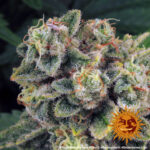 TROPICANNA BANANA - Image 3