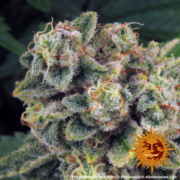TROPICANNA BANANA - Image 3