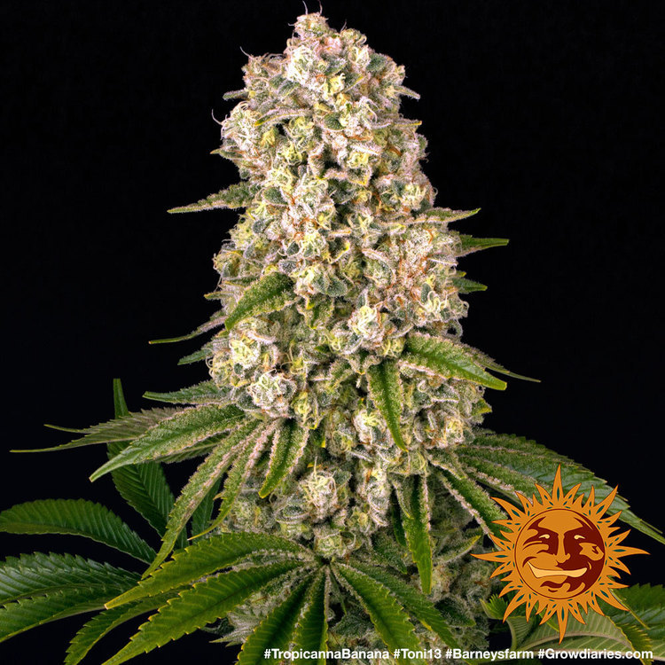 A cannabis plant grown from Tropicanna Banana seeds by Barney's Farm Company.