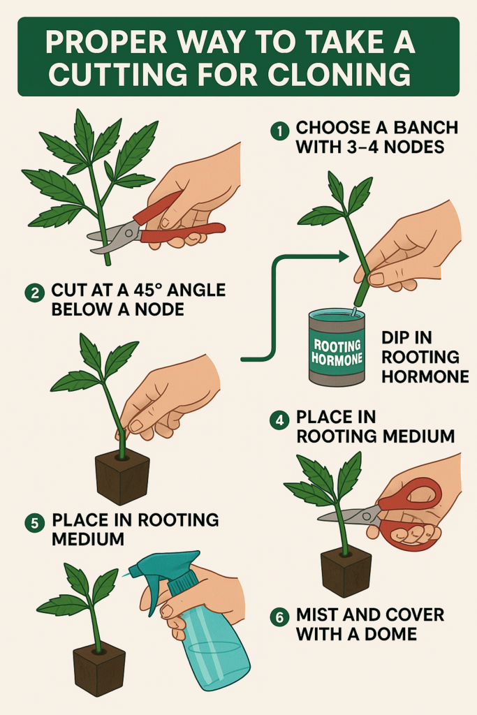 Proper Way to Take a Cutting for Cloning