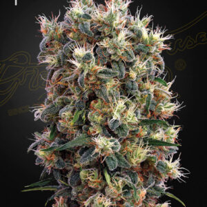 a cannabis plant grown from The Church seeds by green house