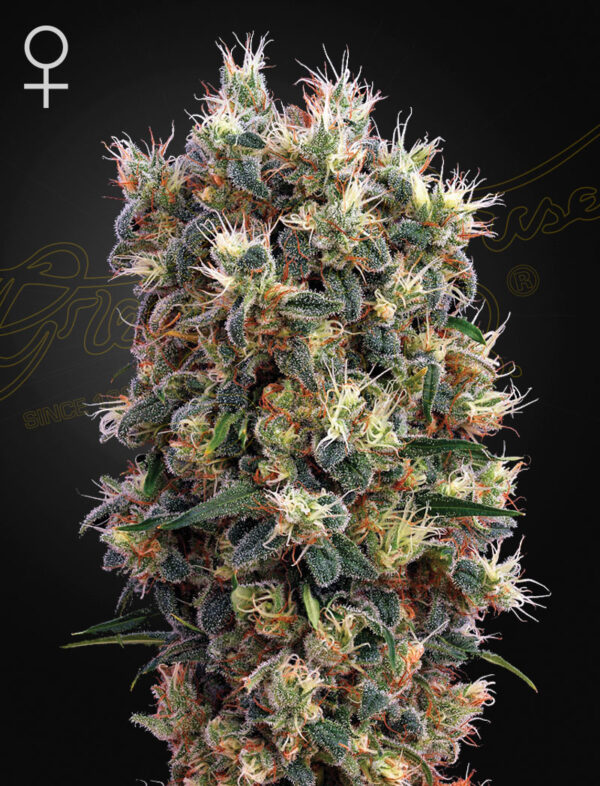 a cannabis plant grown from The Church seeds by green house