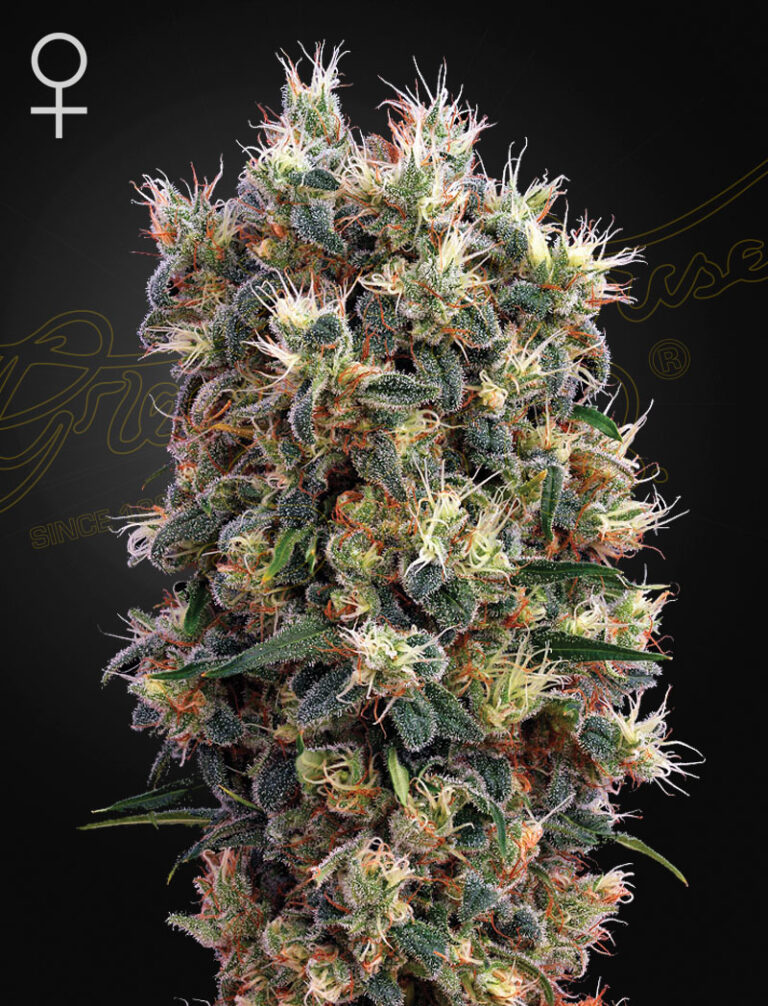 a cannabis plant grown from The Church seeds by green house