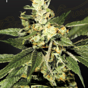 a cannabis plant grown from Train Wreck seeds by green house
