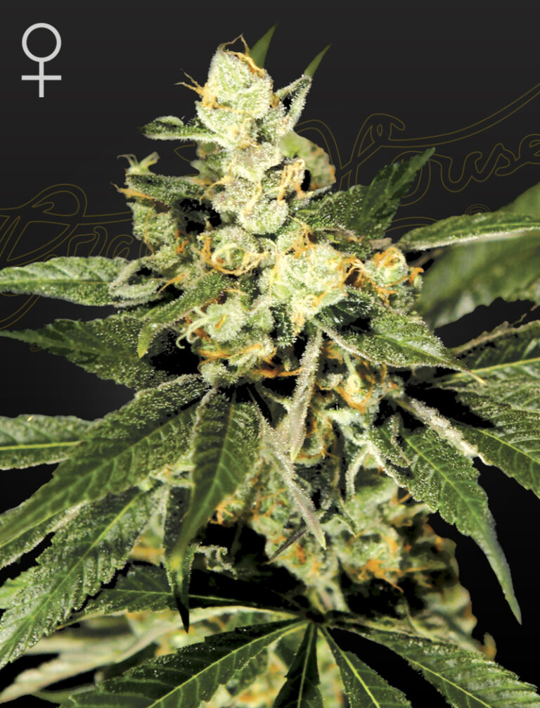 a cannabis plant grown from Train Wreck seeds by green house