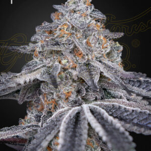 a cannabis plant grown from velvet moon seeds by green house company