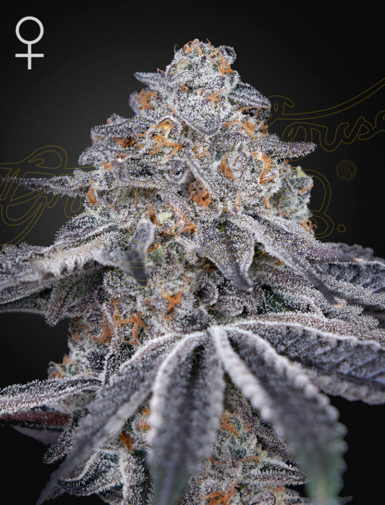 a cannabis plant grown from velvet moon seeds by green house company