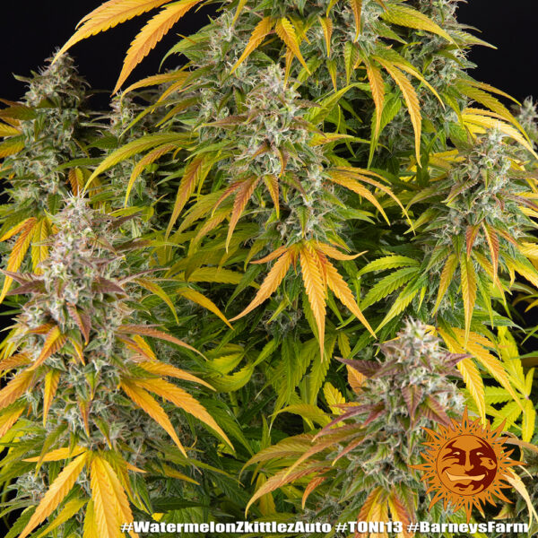 WATERMELON ZKITTLEZ AUTO - Image 4