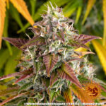 WATERMELON ZKITTLEZ AUTO - Image 2