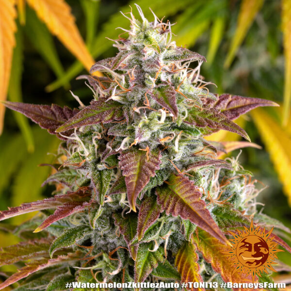 WATERMELON ZKITTLEZ AUTO - Image 2