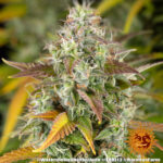 WATERMELON ZKITTLEZ AUTO - Image 3