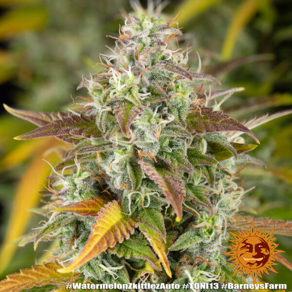 WATERMELON ZKITTLEZ AUTO - Image 3