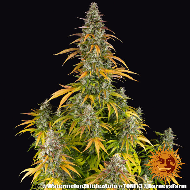 A cannabis plant grown from Watermelon Zkittlez Auto seeds by Barney's Farm, showcasing dense, trichome-rich buds with vibrant green hues and a compact structure.